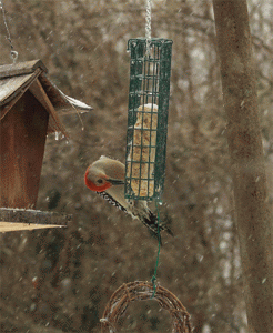 The Shy Woodpecker, March 2015
