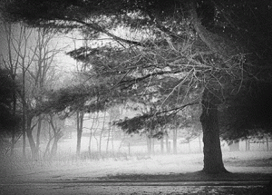 Thaw, Mist, Morning, March 4th, 2015, Archival Digital Print