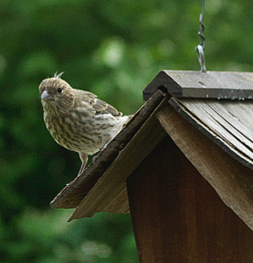 Cowlick, a female House Finch