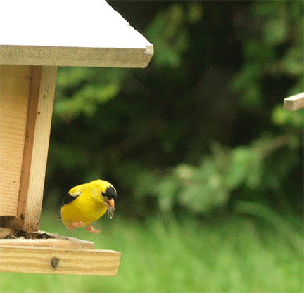 Goldfinch at Take Off with Seed