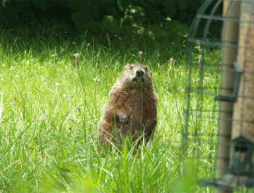 Groundhog-with-Leap,-6.21.15