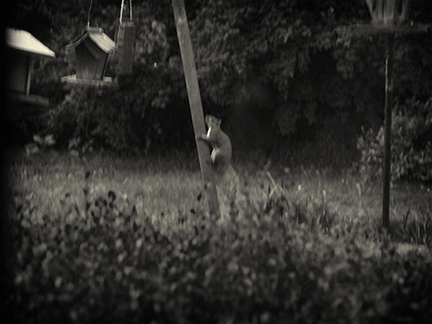 Ambitious Squirrel at Dusk, 2015, Archival Digital Print