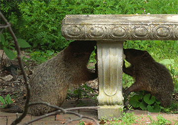 Woodchuck Bookends, 2015, Archival Digital Print