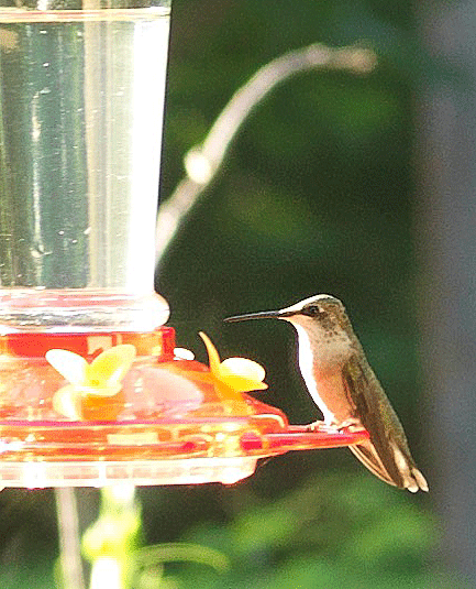 Young Hummingbird, 7.24.15, 2015, Archival Digital Print