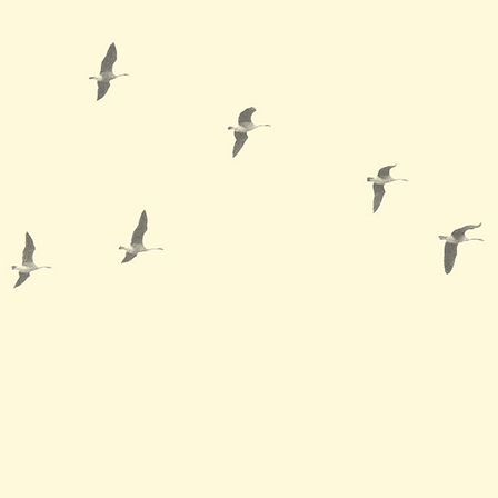 Geese, 2015, Archival Digital Print