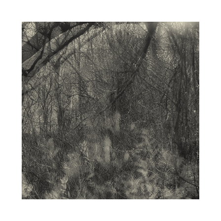 Tangle in the Ravine, 2015, Archival Digital Print