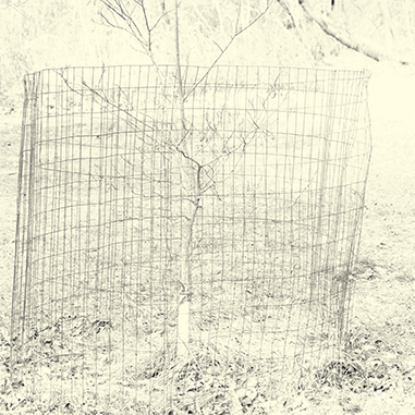 Fence, Young Tree, 2016, Archival Digital Print