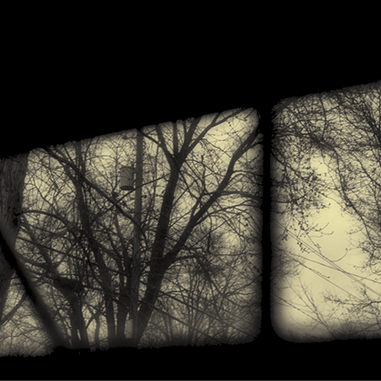 Trees from the Cellar, 2016, Archival Digital Print