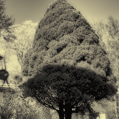 Tree with Shadow, 2016, Archival Digital Print