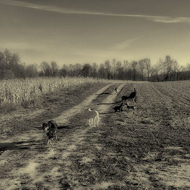 Dogs, Corn, in an 8:15 Morning Light, 2016, Archival Digital Print